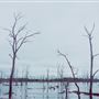 Wooroolin Wetlands