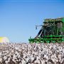 Cotton Fields
