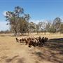 Sheep Farm & Dairy - Towri Sheep Cheeses