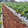 Shaylee Strawberry Farm