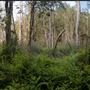 Karawatha Forest Park - Overview