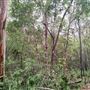Mahogany Track - Mount Coot-tha Forest