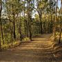 Mount Coot-tha Forest - Powerful Owl Trail