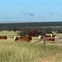 Dumbarton Cattle Station