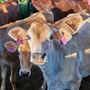 Mungalli Creek Bio-Dynamic Dairy