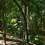 Mount Coot-tha Botanic Gardens - Australian Rainforest Track