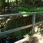 Mount Coot-tha Botanic Gardens - Australian Rainforest Track