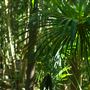 Mount Coot-tha Botanic Gardens - Australian Rainforest Track