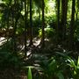 Mount Coot-tha Botanic Gardens - Australian Rainforest Track