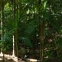 Mount Coot-tha Botanic Gardens - Australian Rainforest Track