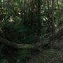 Cornubia Forest