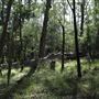Cornubia Forest