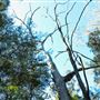 Venman Bushland