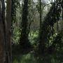 Boondall Wetlands
