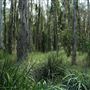 Boondall Wetlands