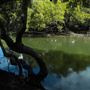Curlew Park - Cabbage Tree Creek