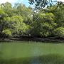 Curlew Park - Cabbage Tree Creek
