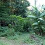Jungle