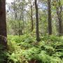 Coombabah Lakelands Conservation Area - Open Field & Forest