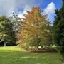Tamborine Mountain Flower Farm