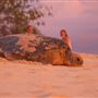Heron Island