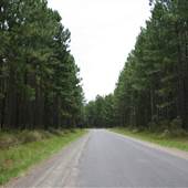 Coochin Creek - Pine Plantation / Qld State Forest