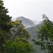 Mamu Tropical Skywalk
