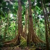 Daintree Fan Palm Forest
