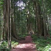 Bunya Mountains