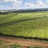 Nerada Tea Plantation and factory