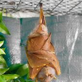 Bat Hospital Visitor Centre