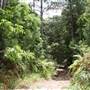 Coochin Creek - Pine Plantation / Qld State Forest