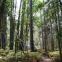 Coochin Creek - Pine Plantation / Qld State Forest
