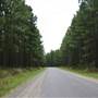Coochin Creek - Pine Plantation / Qld State Forest