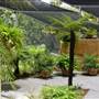 Mt Coot-tha Botanical Gardens