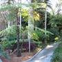 Mt Coot-tha Botanical Gardens