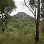 Warwick Region - Girraween National Park