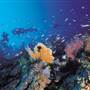 Hardy Reef