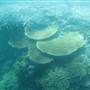 Hardy Reef