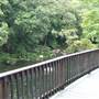 Mossman Gorge