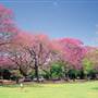 New Farm Park