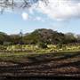 New Farm Park