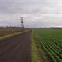 Wheat Fields