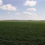 Wheat Fields