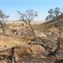 Rangelands Station