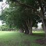 Gold Coast Regional Botanic Gardens - Rosser Park