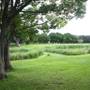 Gold Coast Regional Botanic Gardens - Rosser Park
