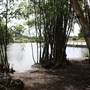Gold Coast Regional Botanic Gardens - Rosser Park
