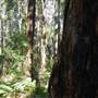 Springbrook National Park