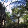 Springbrook National Park
